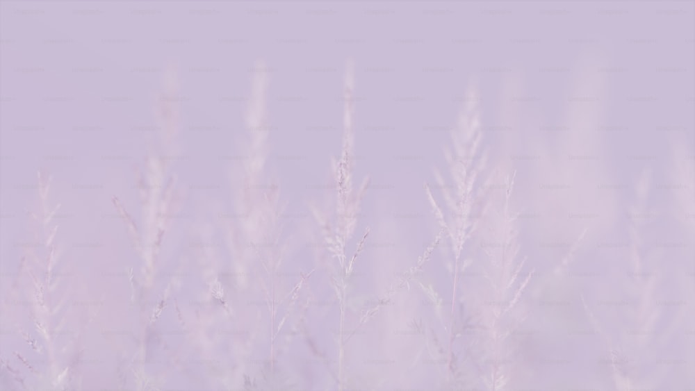 a blurry photo of a field of tall grass