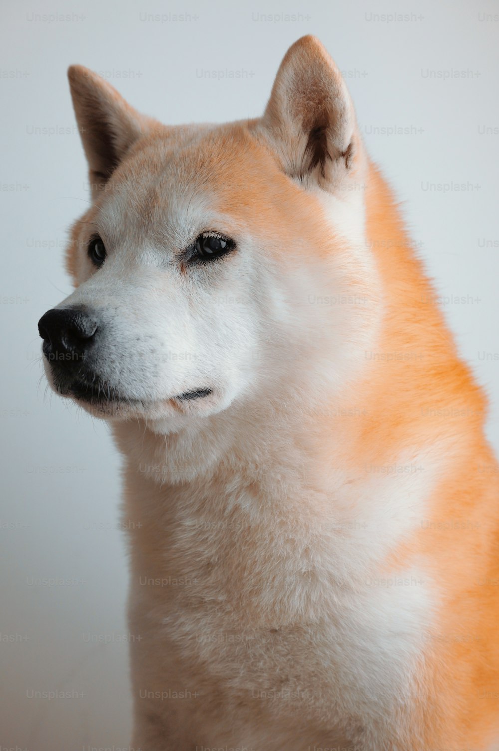 eine Nahaufnahme eines Hundes mit weißem Hintergrund
