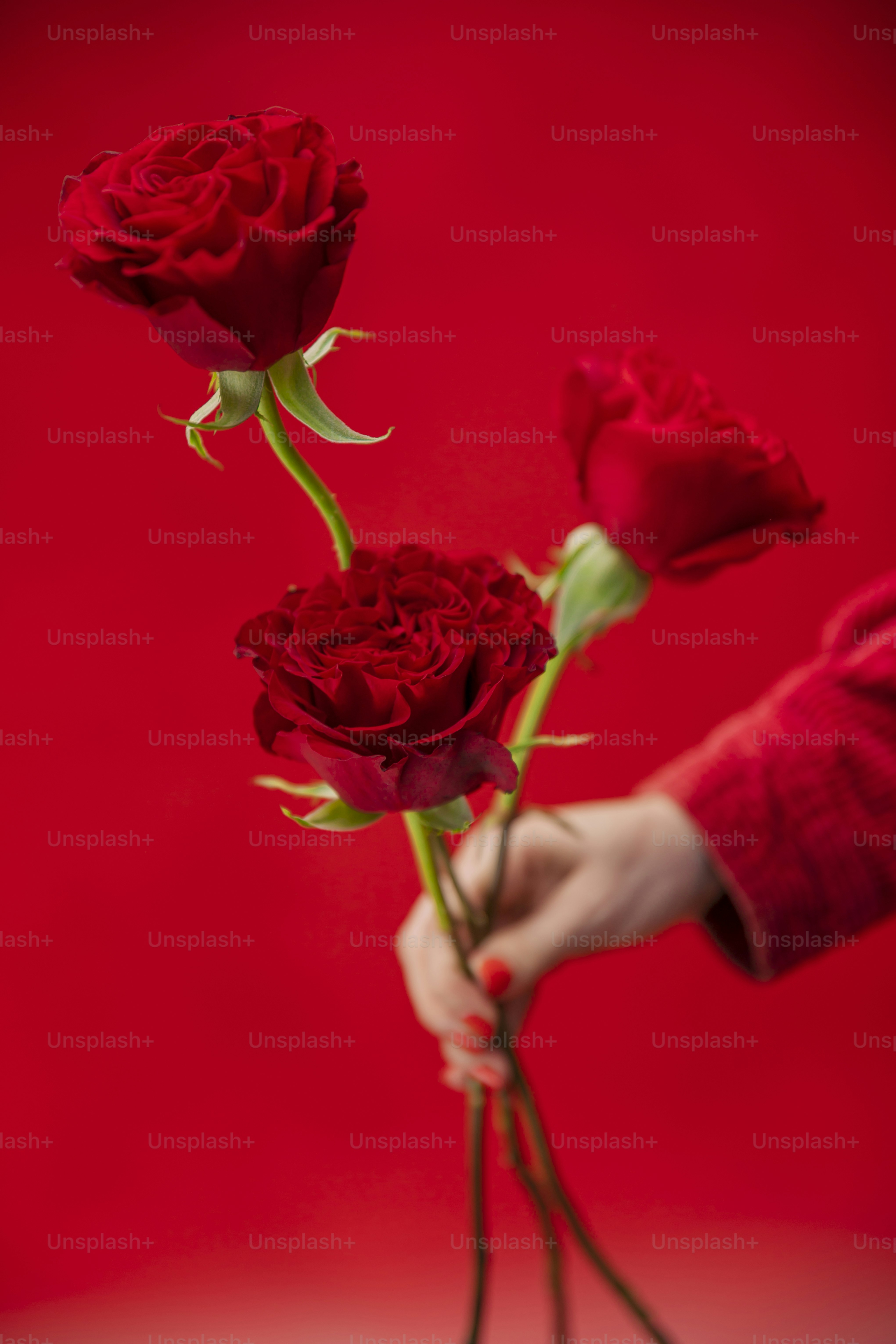 eine Person, die drei rote Rosen in der Hand hält