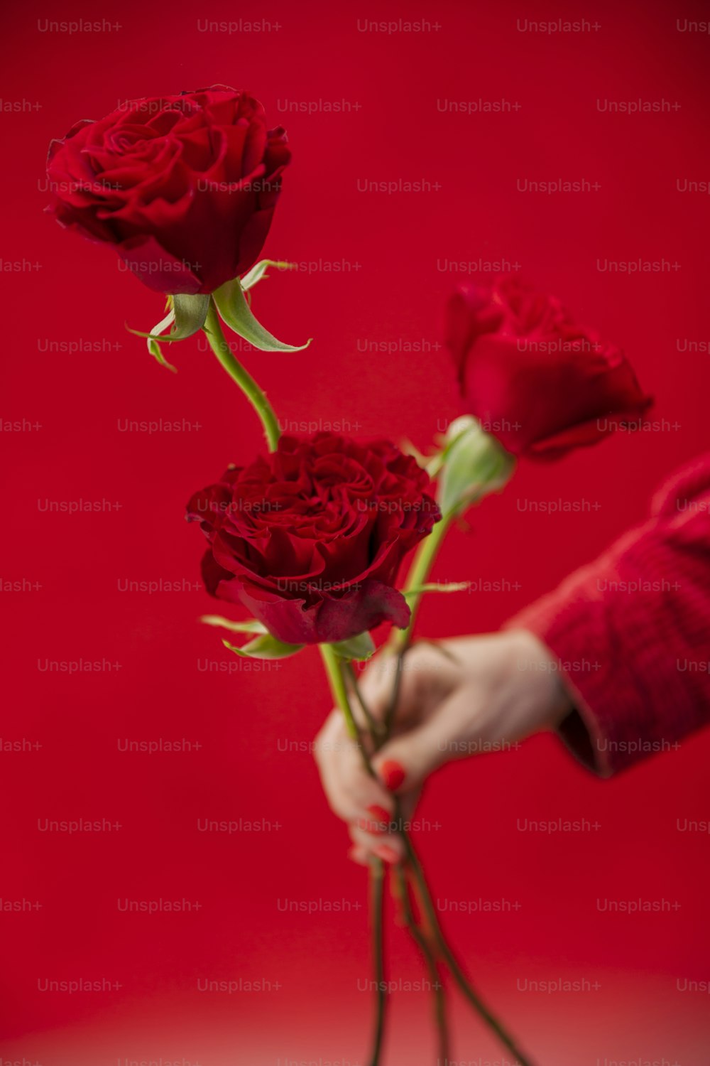 3本の赤いバラを手に持つ人