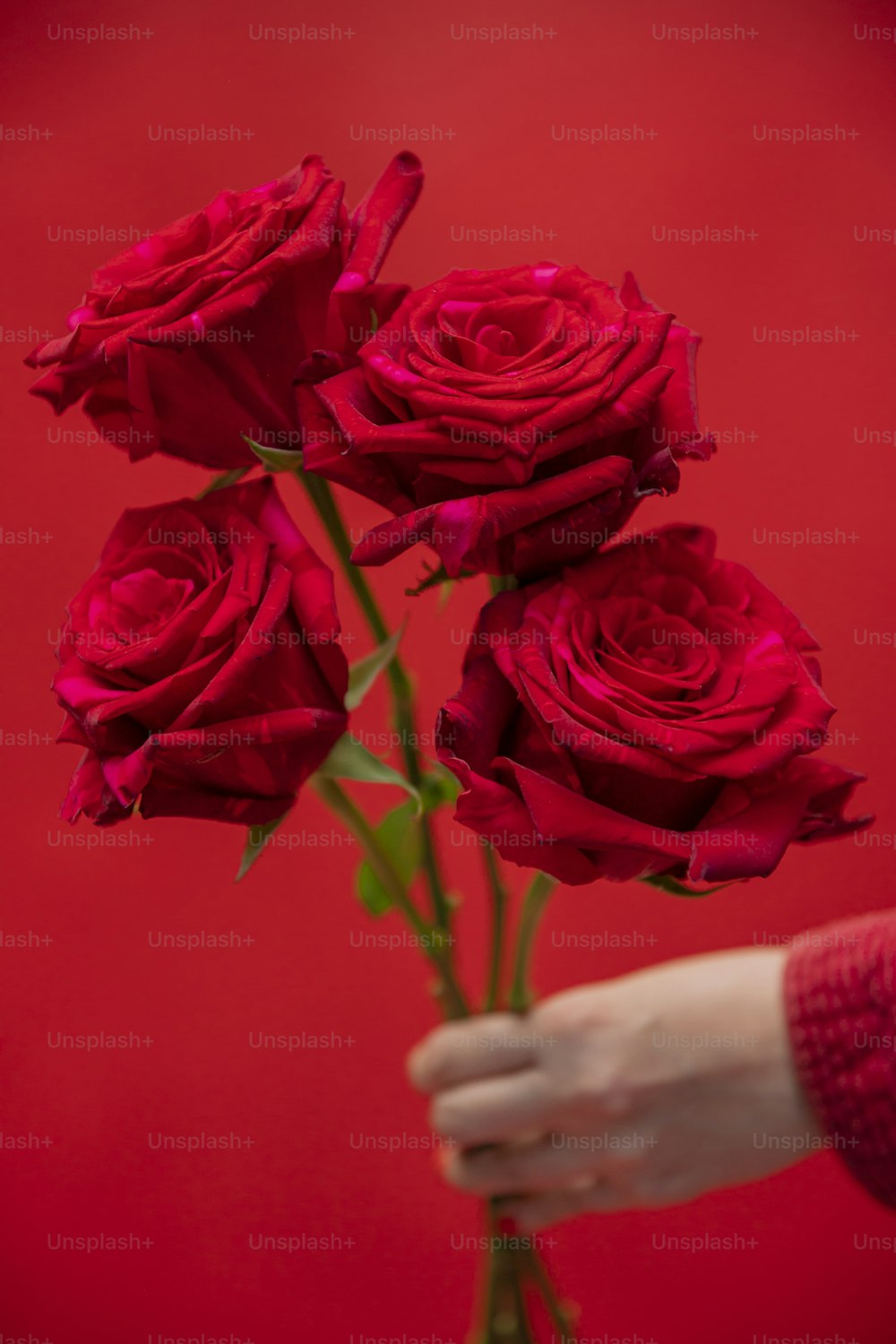 赤いバラの花束を持っている人