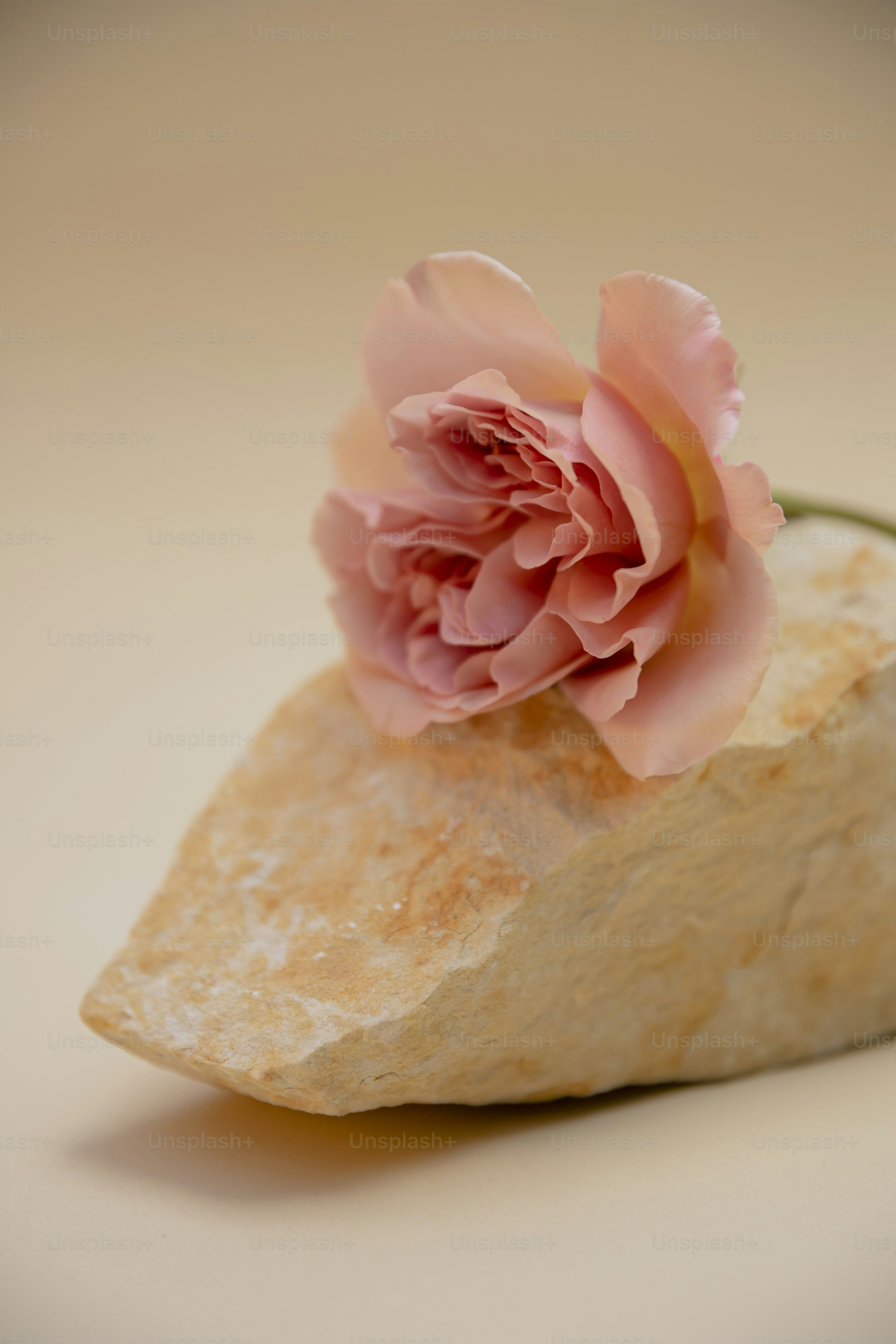 Una delicata rosa rosa poggia su una pietra testurizzata