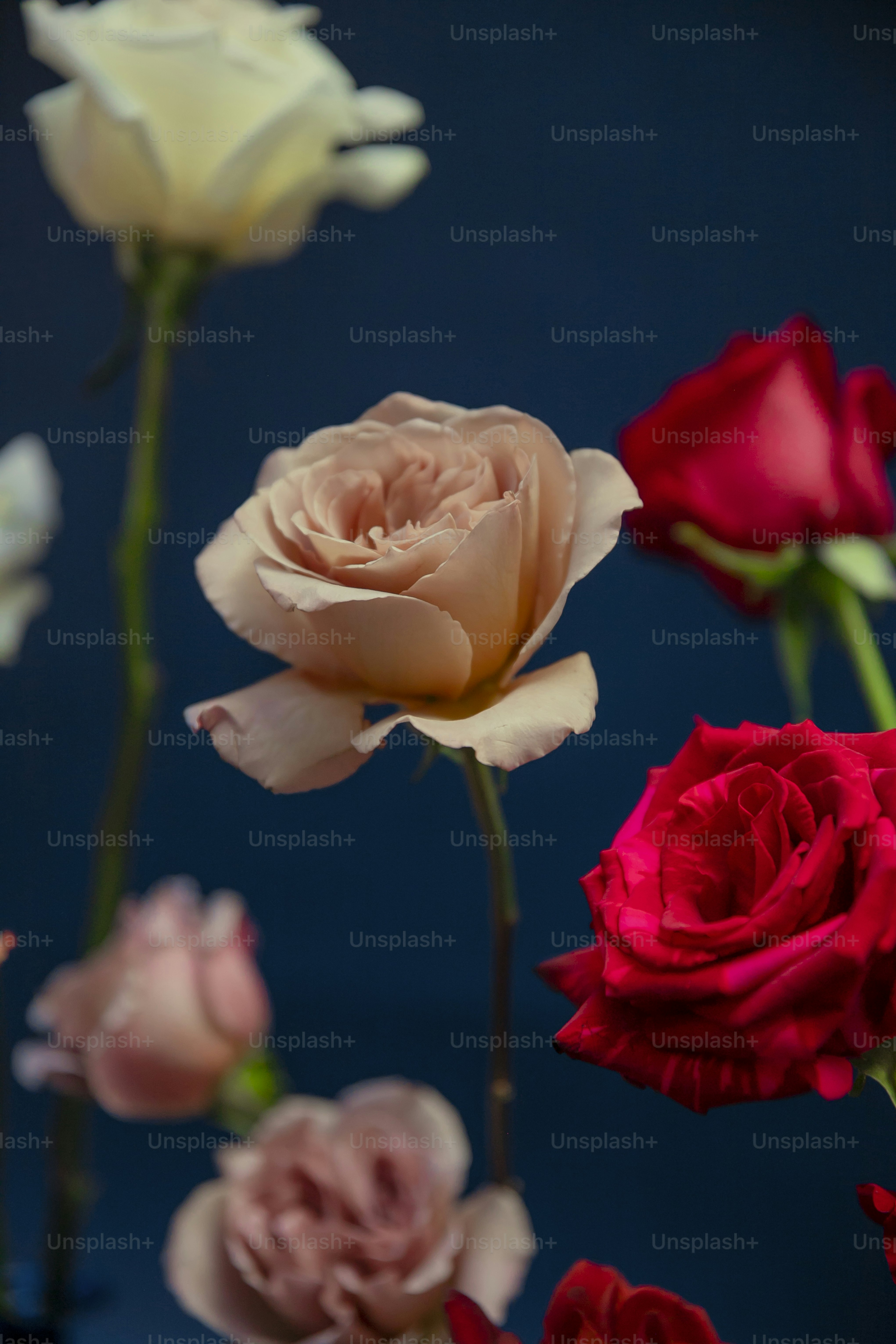 Rose flower Image on Unsplash