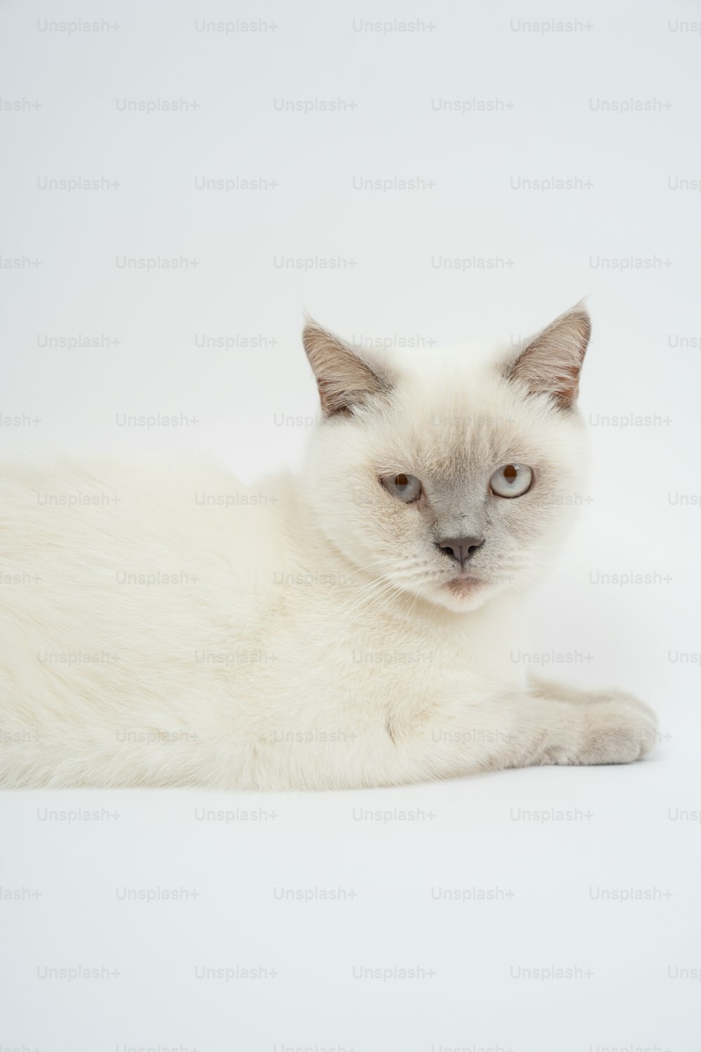 a white cat with blue eyes laying down