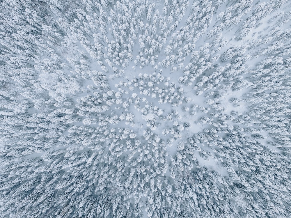 an aerial view of a snow covered forest