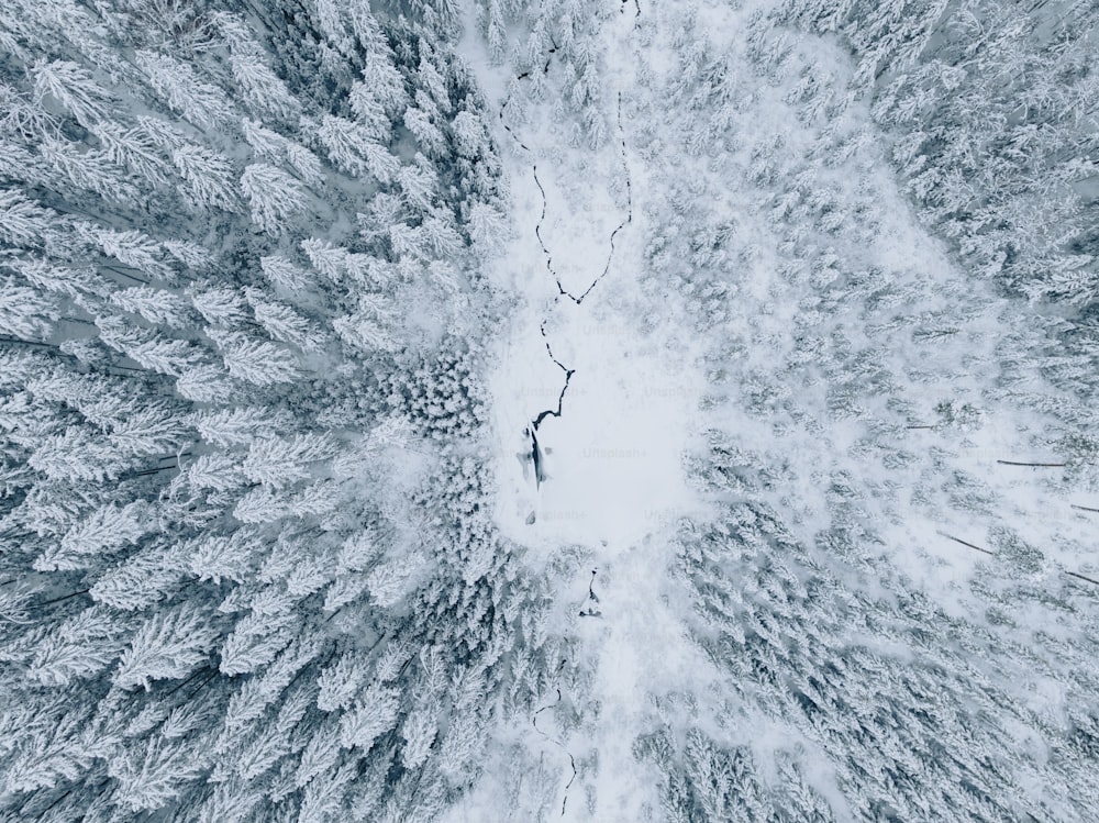 雪に覆われた森の空中写真