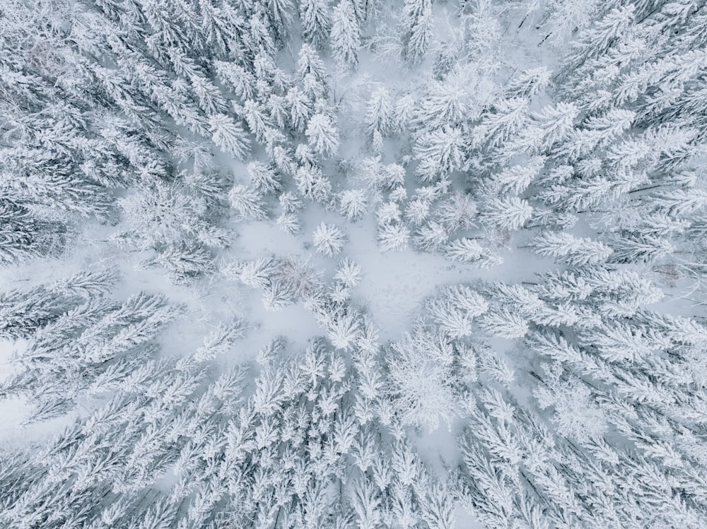 雪に覆われた森の空中写真
