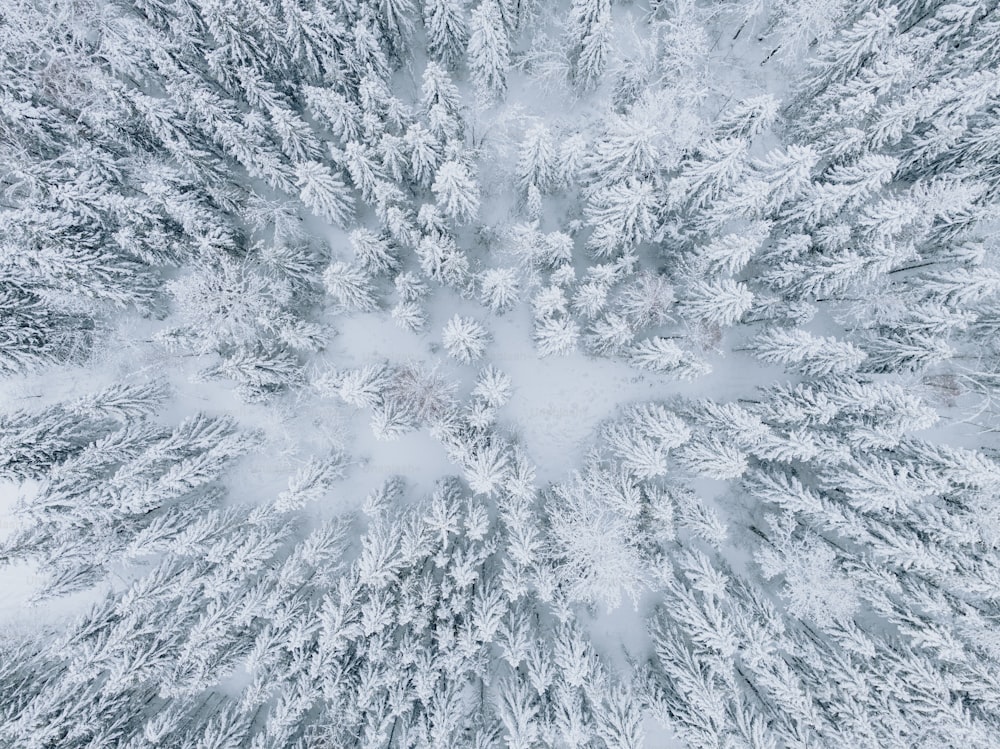 an aerial view of a snow covered forest