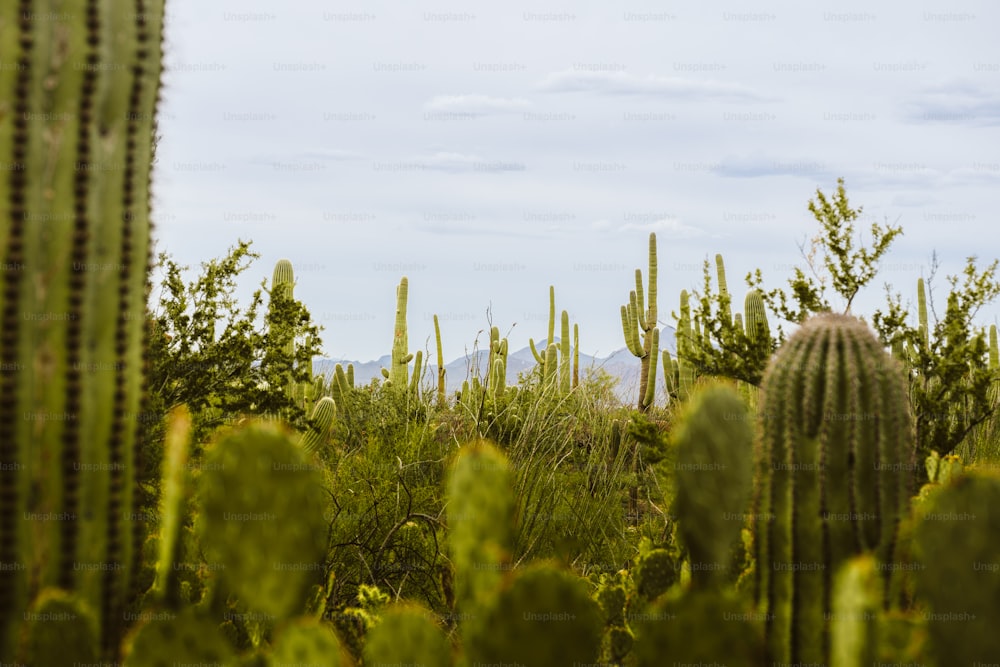 a cactus field with a mountain in the distance