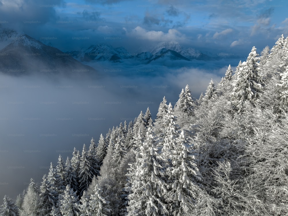 a mountain covered in snow and surrounded by trees