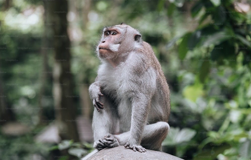 a monkey sitting on top of a rock in a forest