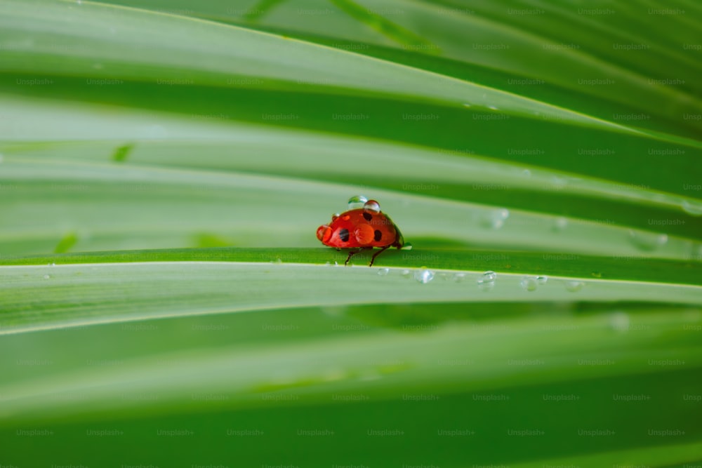 a red lady bug sitting on top of a green leaf