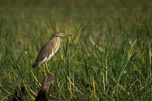 um pássaro está de pé na grama alta