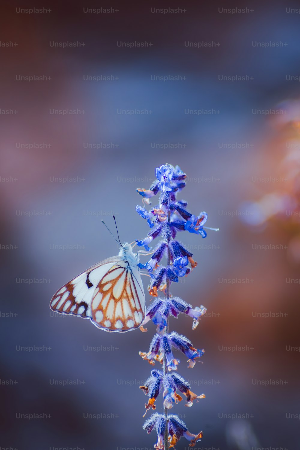 보라색 꽃 위에 앉아있는 나비