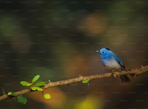 a small blue bird sitting on a branch