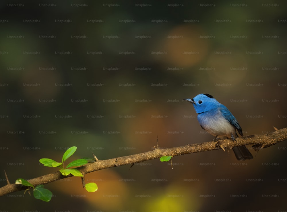 枝にとまる小さな青い鳥
