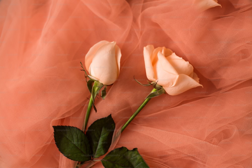 un par de rosas sobre un paño rosa