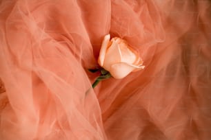 une seule rose posée sur un tulle rose