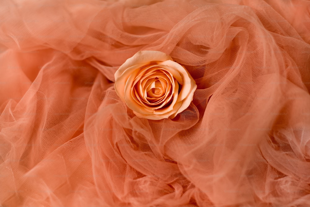1000+ Peach Colour Pictures  Download Free Images on Unsplash