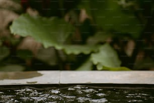 a close up of a water fountain with plants in the background