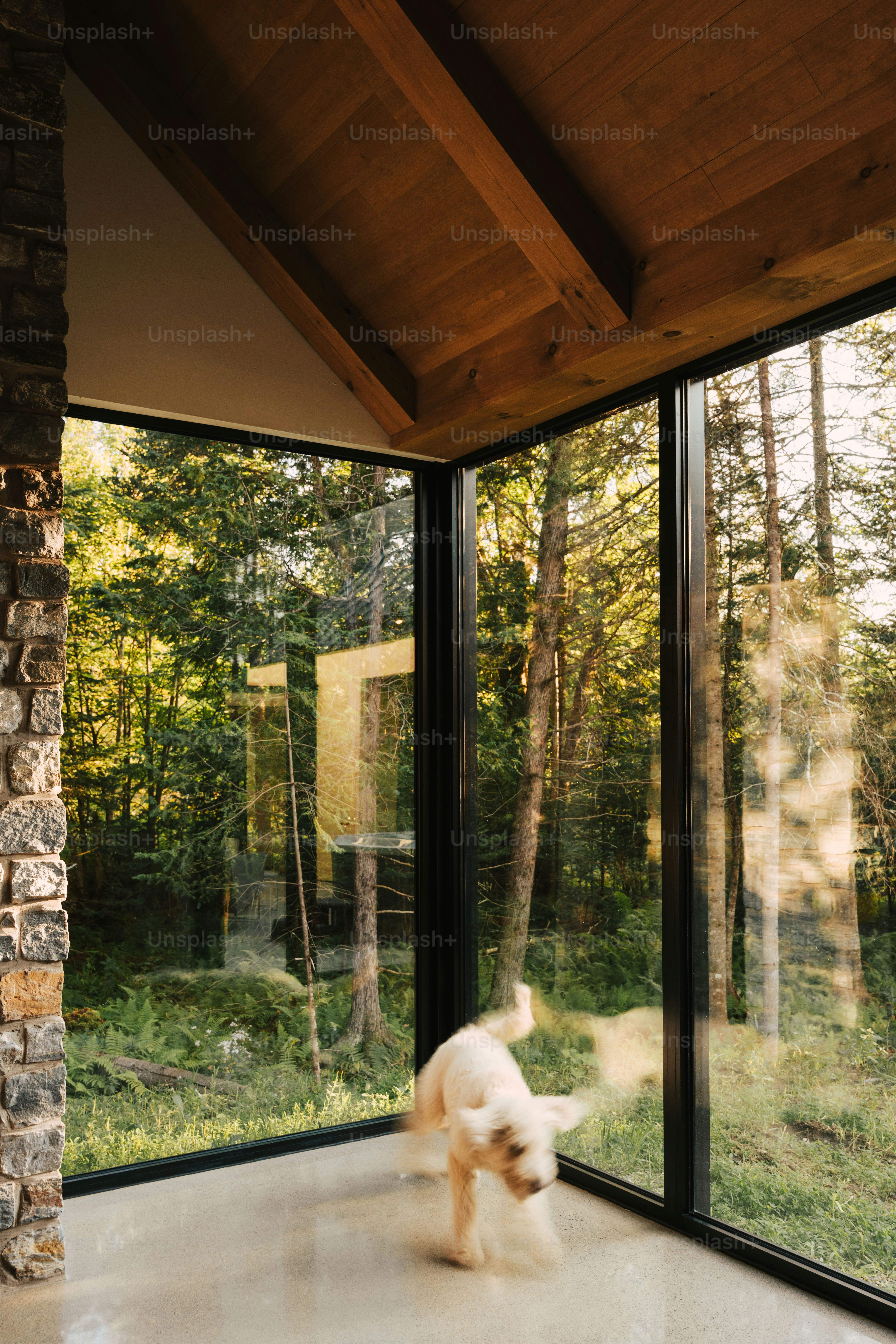 a dog is running in a room with large windows
