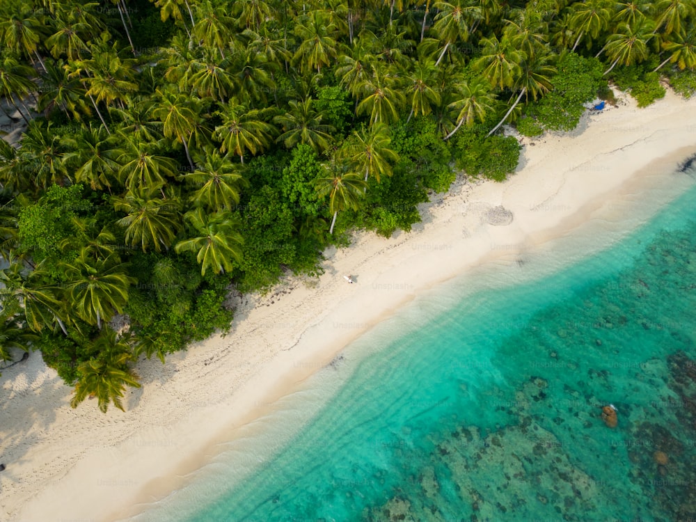 an aerial view of a tropical beach with palm trees