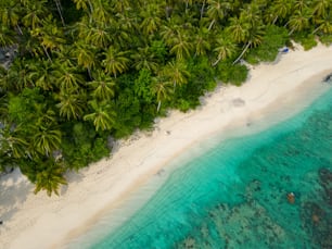 an aerial view of a tropical beach with palm trees