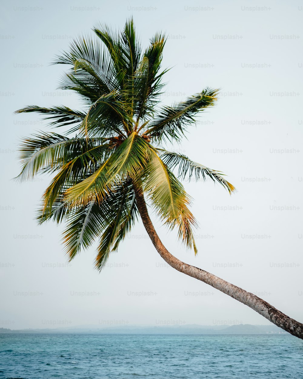 a palm tree leaning over a body of water