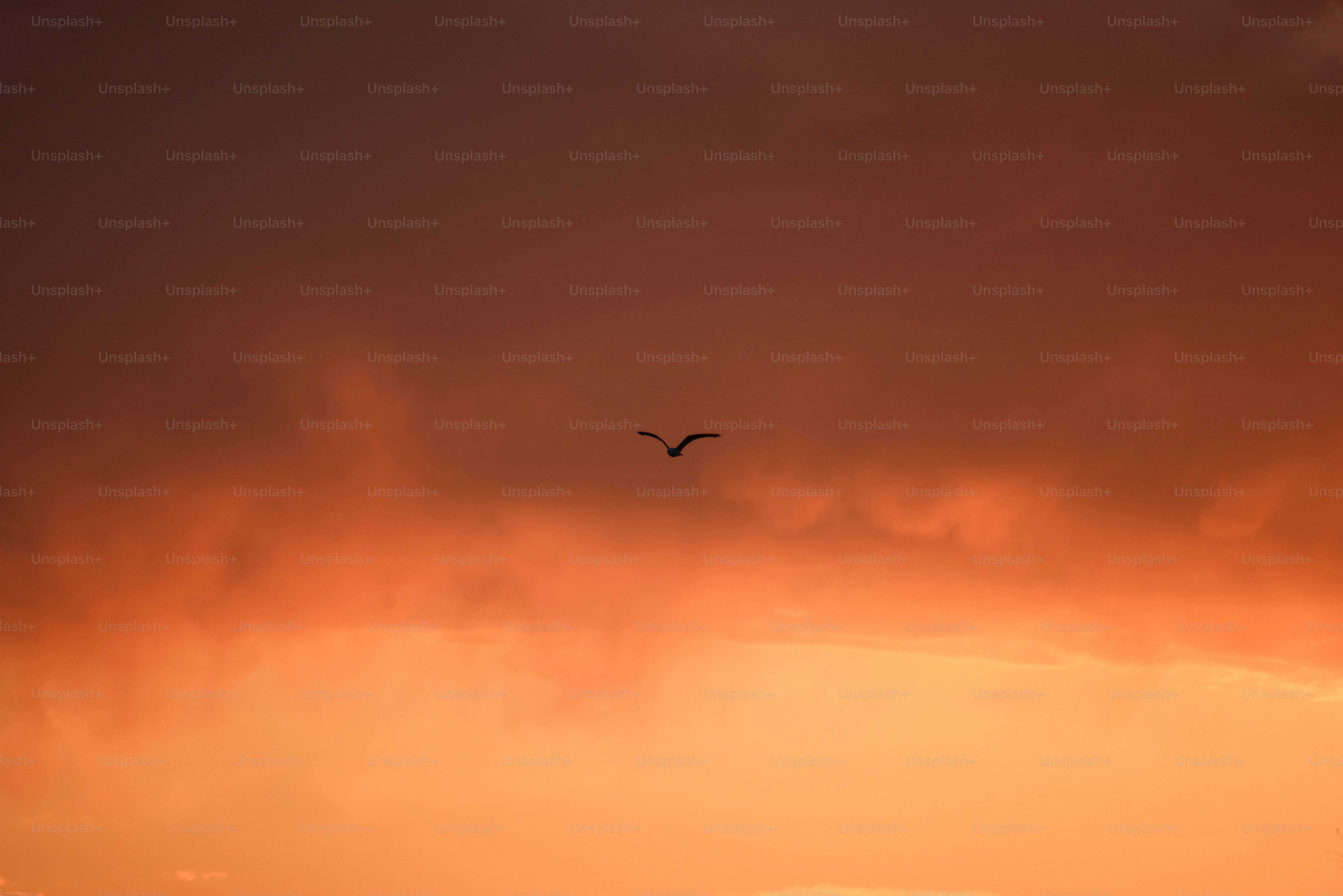 a bird flying in the sky at sunset