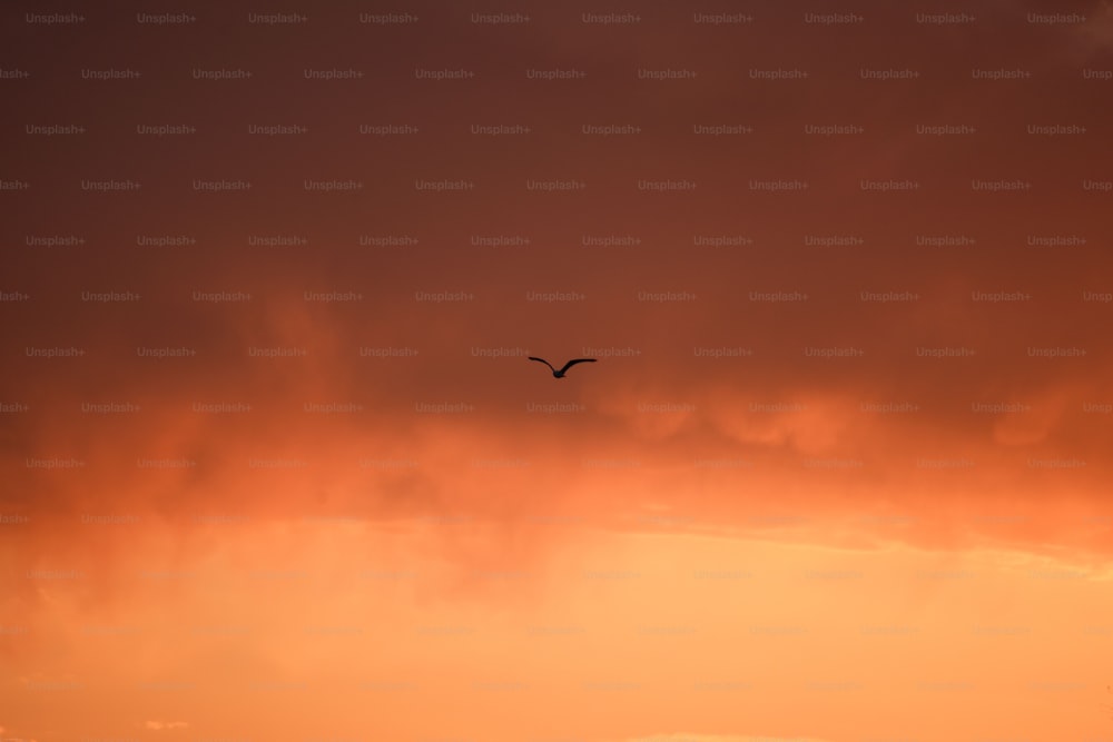 um pássaro voando no céu ao pôr do sol