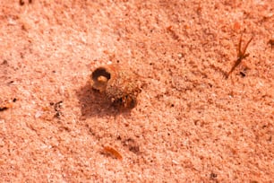 un bicho arrastrándose por el suelo en la tierra