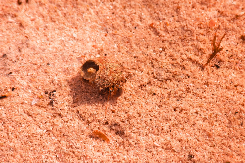 ein Käfer, der im Dreck auf dem Boden krabbelt