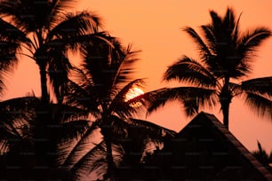 the sun is setting behind some palm trees
