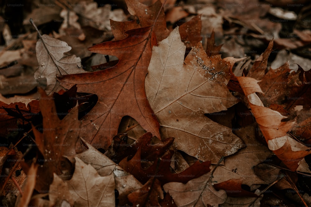 a bunch of leaves that are laying on the ground