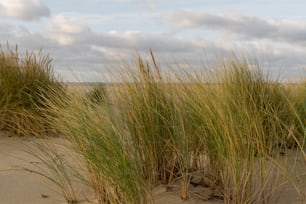 un paio di erba alta che crescono dalla sabbia