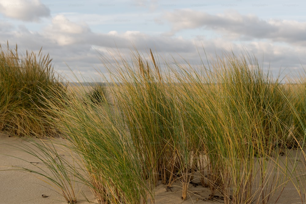 a couple of tall grass growing out of the sand