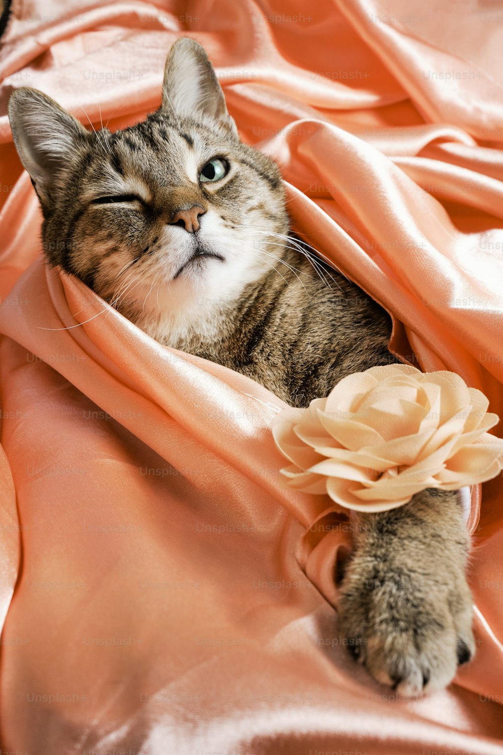 담요 위에 누워 있는 고양이