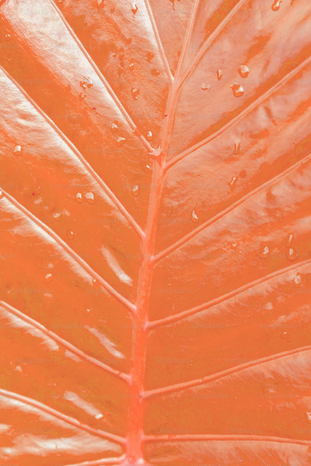 a large orange leaf with water drops on it