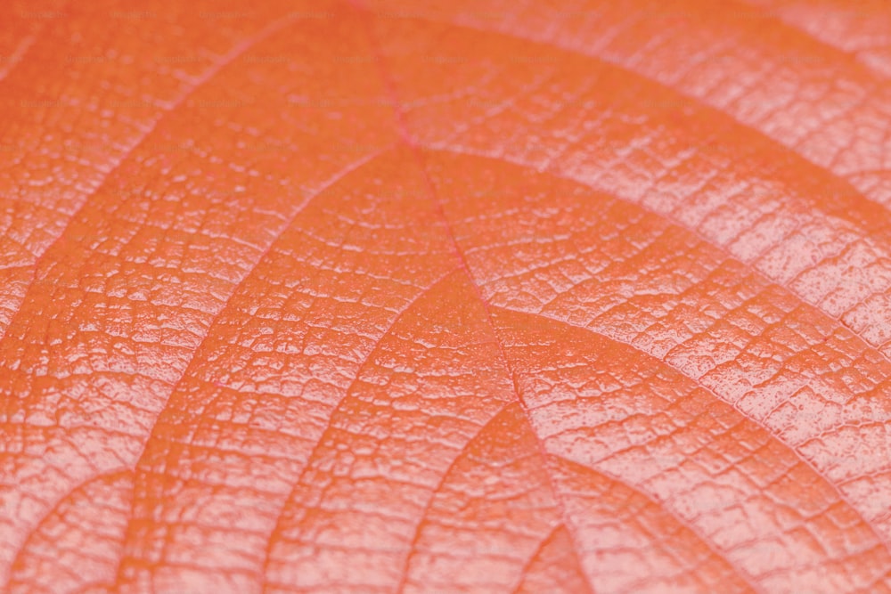 a close up view of a orange leaf