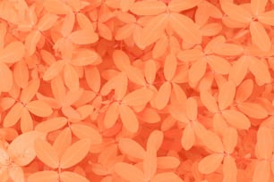 オレンジ色の葉の束の接写