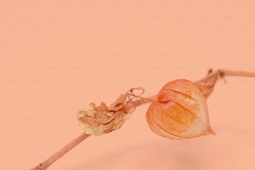 eine einzelne Blütenknospe auf rosa Hintergrund