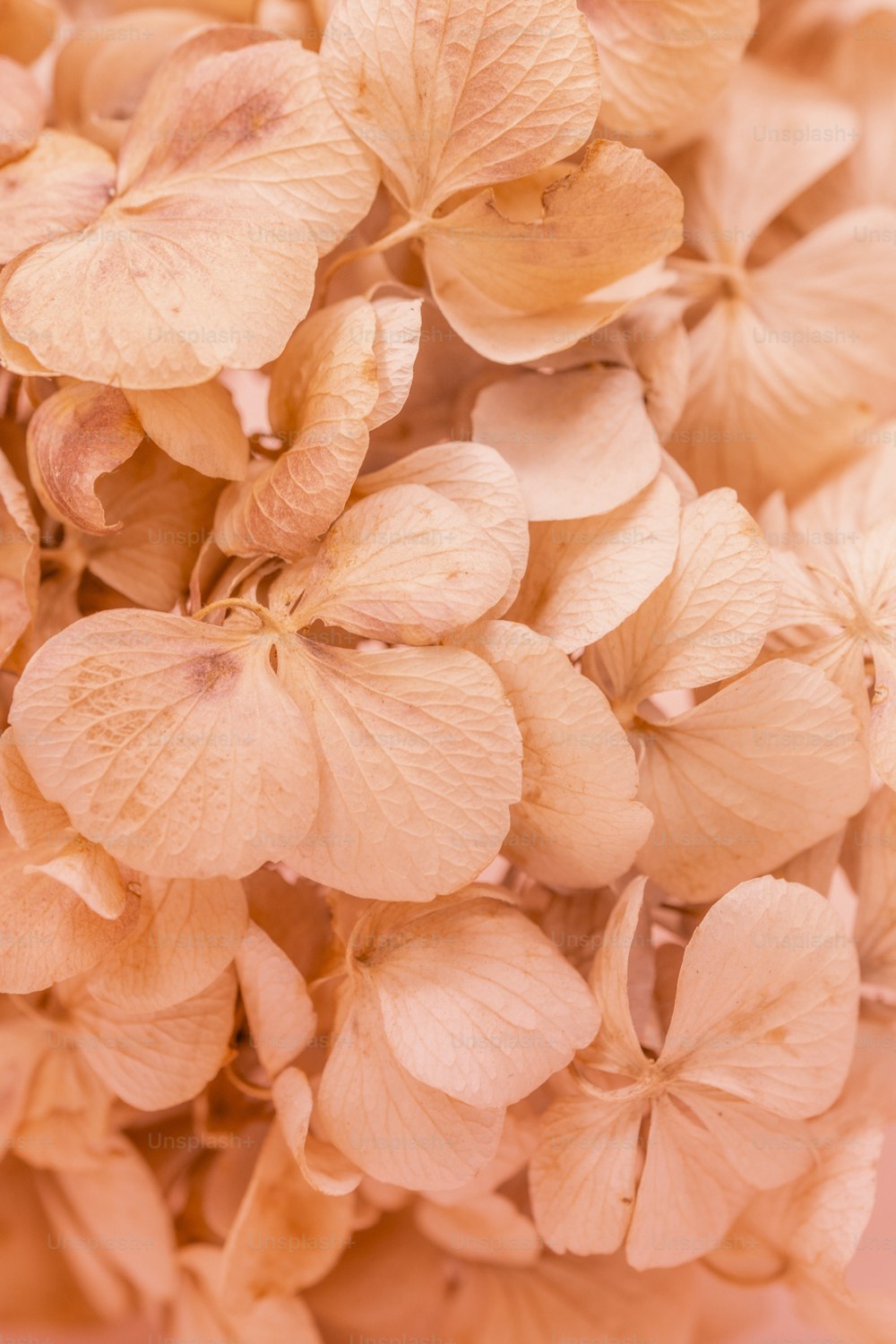 a close up of a bunch of flowers