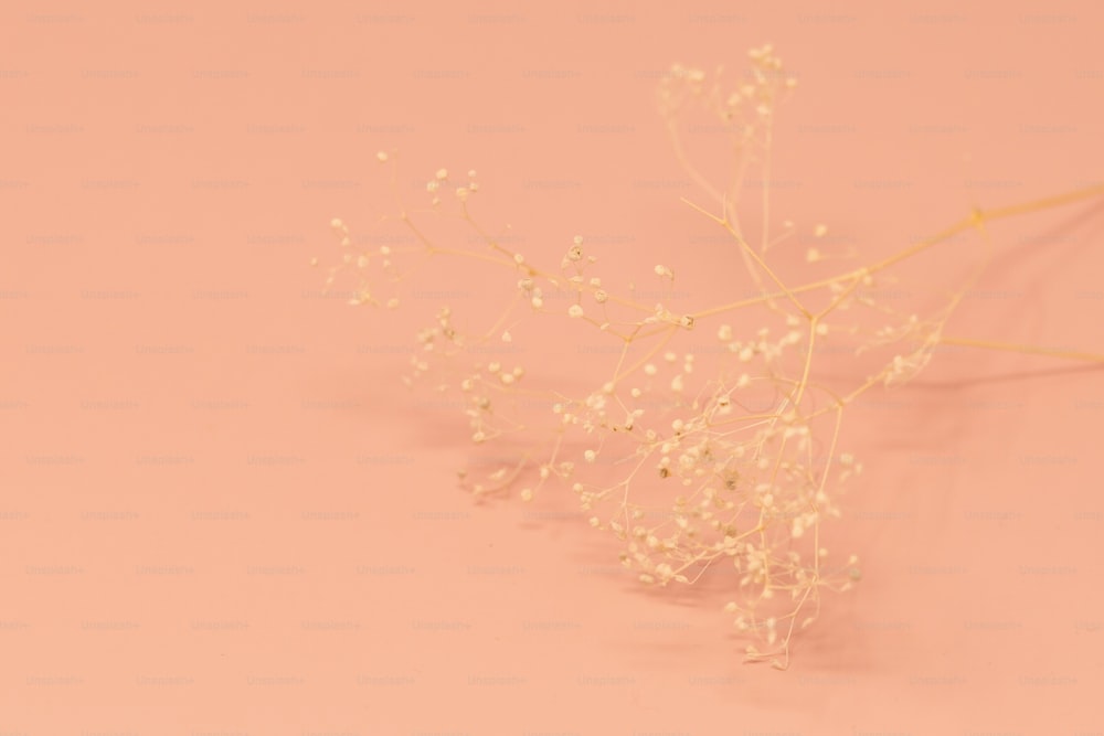 un ramo de pequeñas flores blancas sobre un fondo rosa