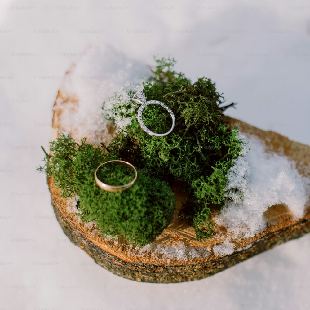 Un par de anillos de boda colocados encima de un trozo de madera