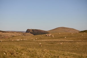 a herd of sheep grazing on a lush green hillside