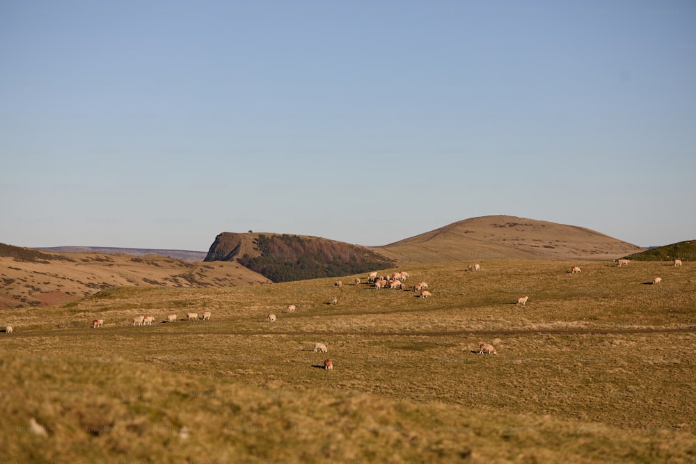 緑豊かな丘の中腹で草を食む羊の群れ