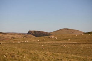 um rebanho de ovelhas pastando em uma colina verde exuberante