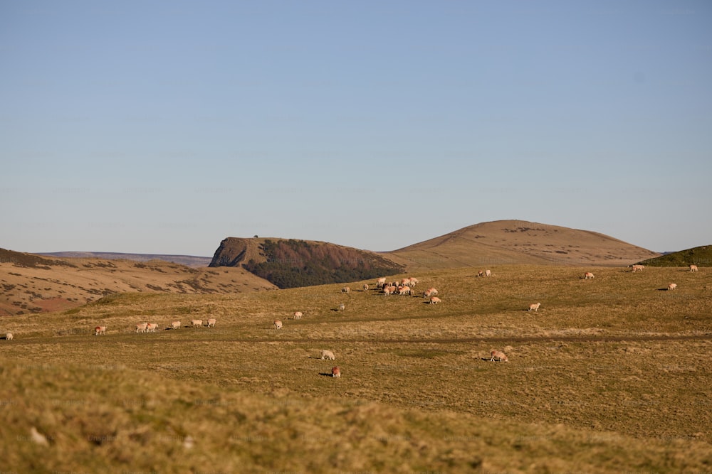 a herd of sheep grazing on a lush green hillside