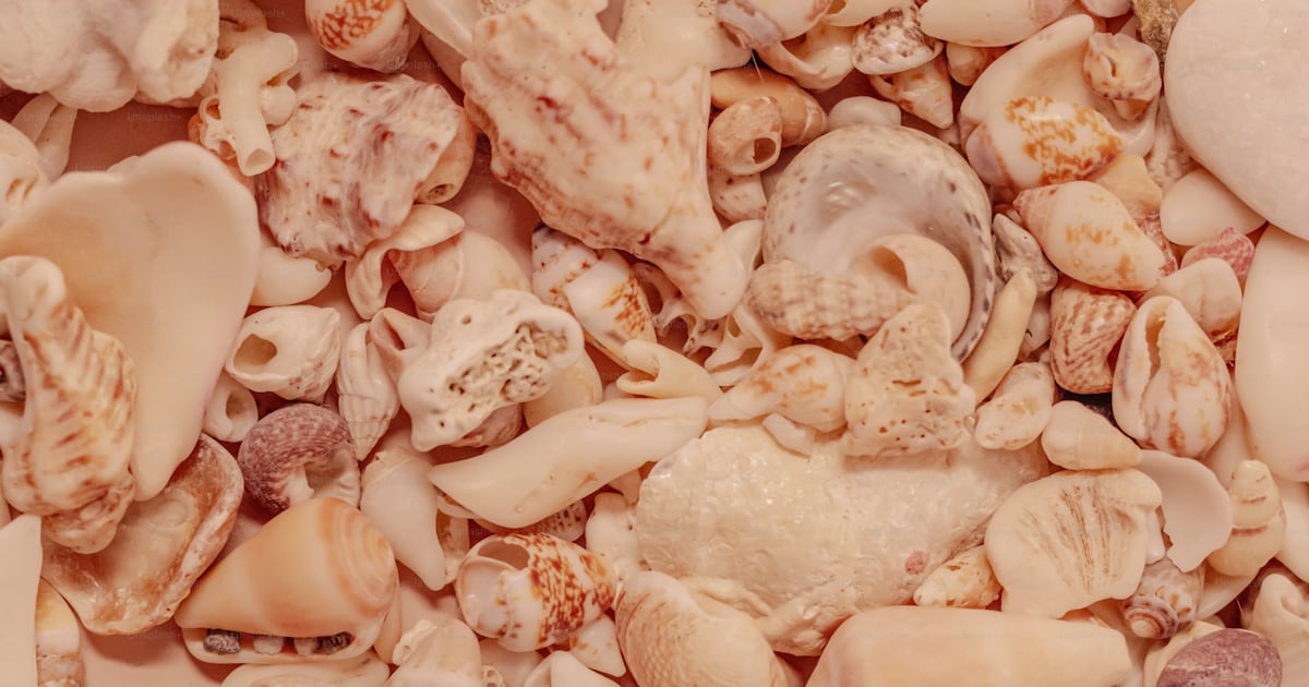 A close up of a bunch of shells photo โ Peach fuzz Image on Unsplash