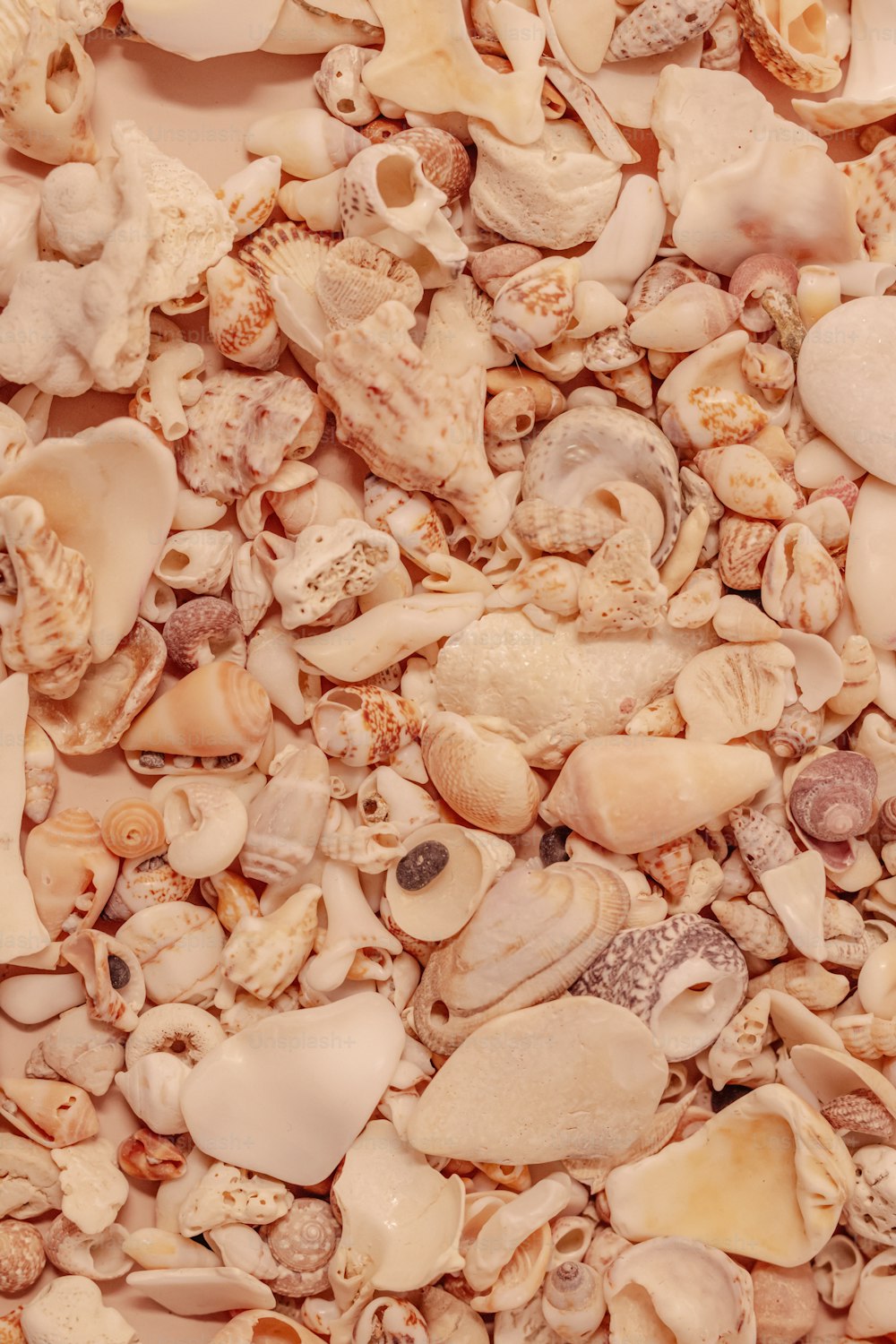a close up of a bunch of shells